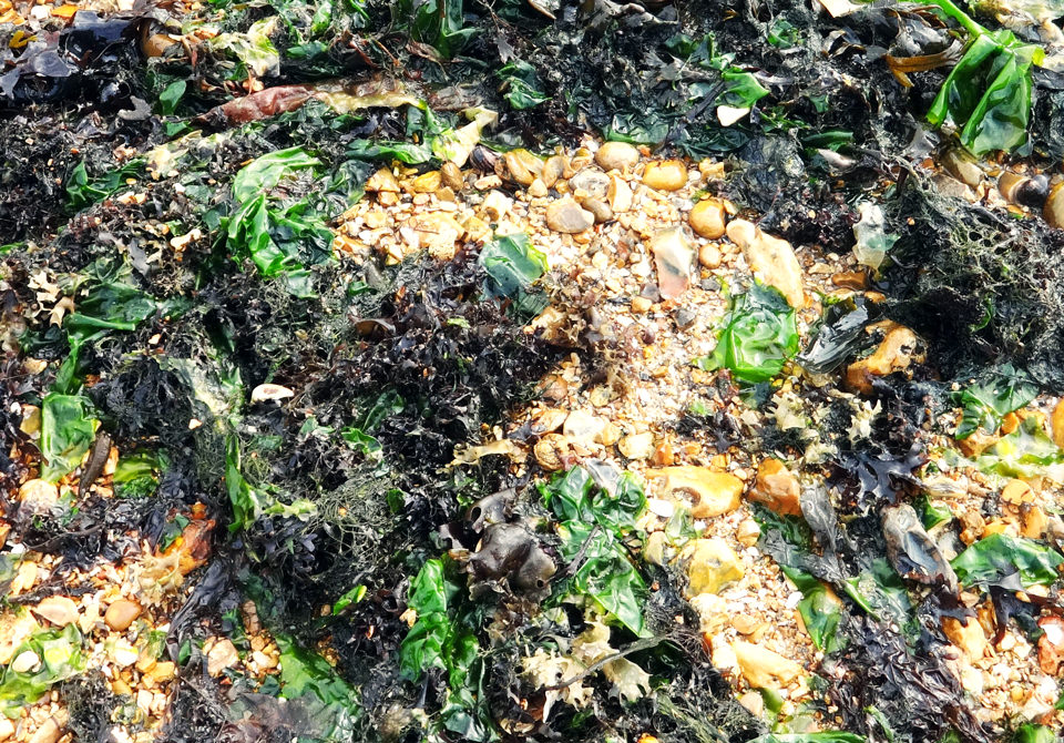 砂浜の海藻イメージ