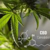 大麻の歴史