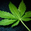 大麻草